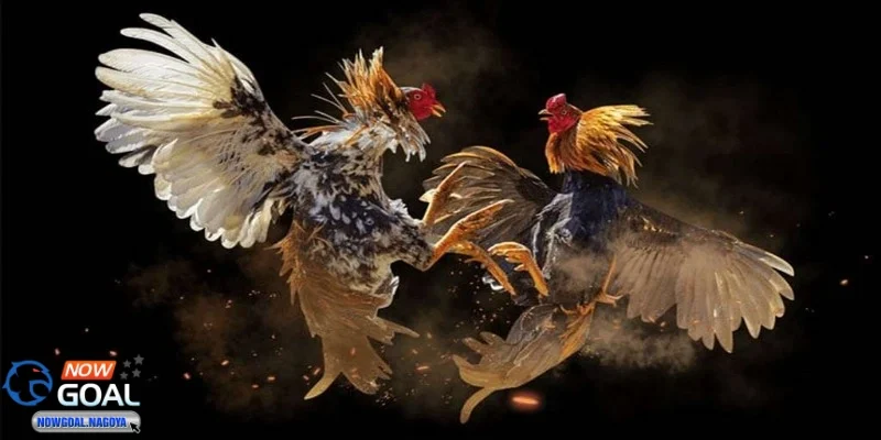 Tính minh bạch và công bằng trong từng trận đá gà